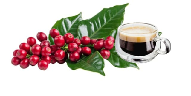 Festival de Café Especial em Maringá