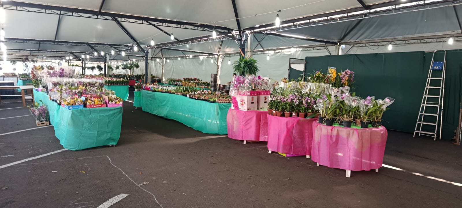 Tudo pronto para começar a Expoflor 2026